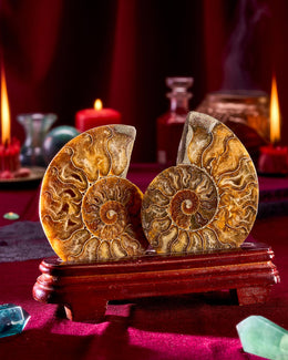 Two large ammonite fossils